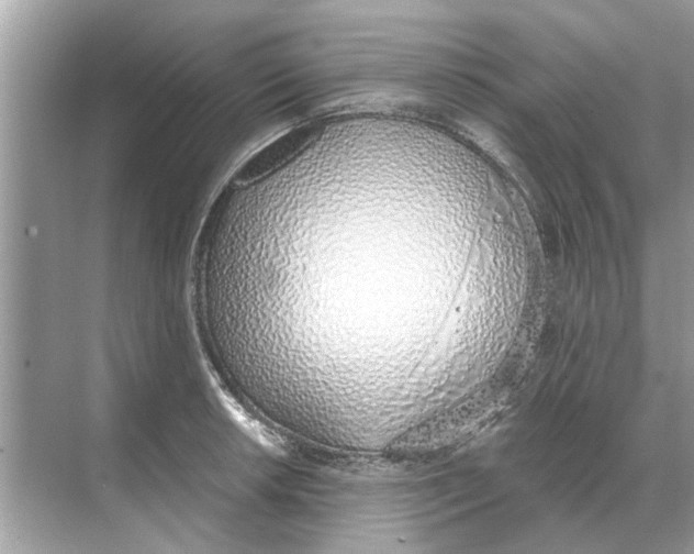 X0000068311042200605122025