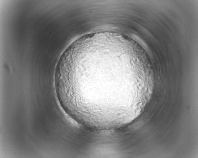X0000068311055200605122025