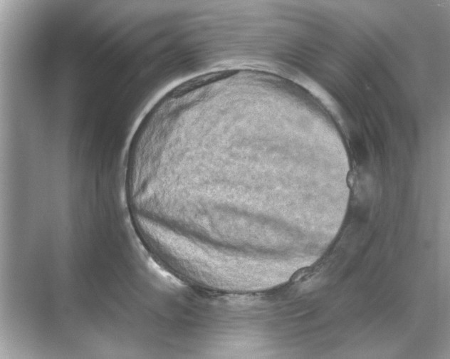X0000068311102200605122023