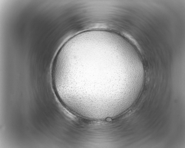 X0000068311475200605122017