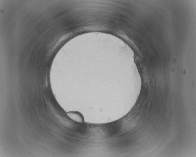 X0000068310062200605192018