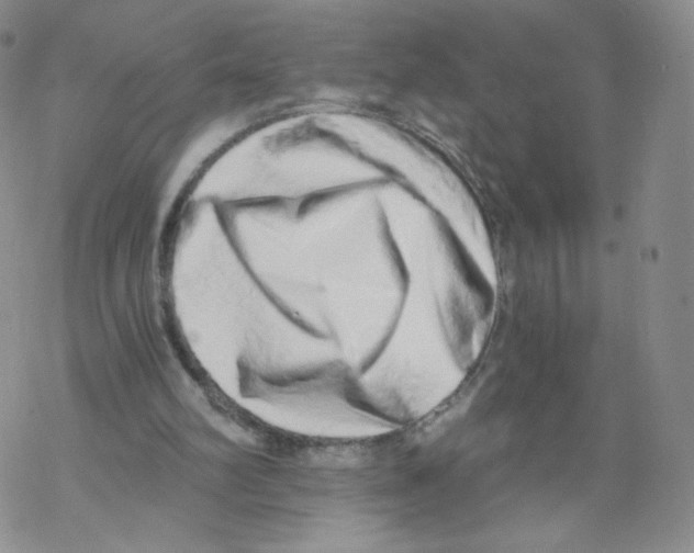 X0000068310102200605192018