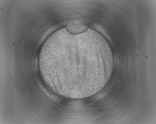 X0000068310110200605192018