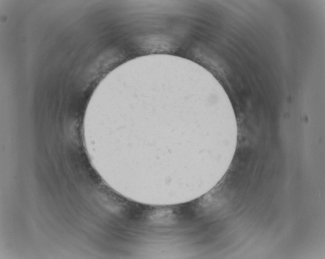 X0000068310162200605192017