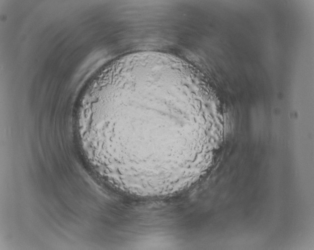 X0000068310243200605192015