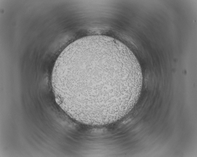 X0000068310314200605192015