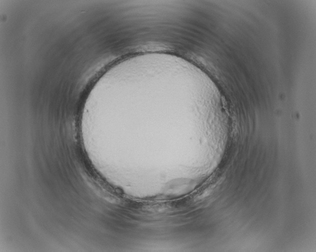 X0000068310351200605192014