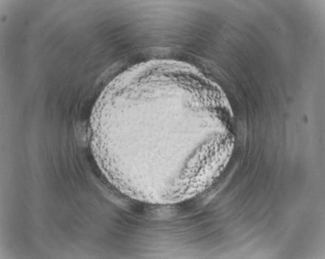 X0000068310383200605192014