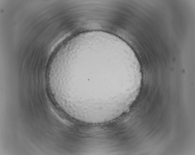 X0000068310390200605192013