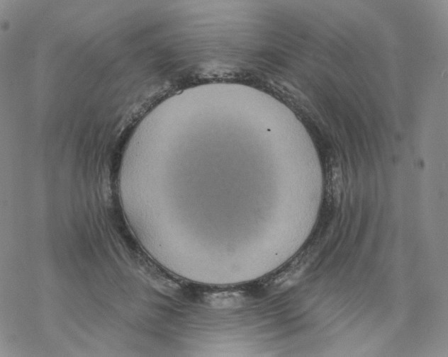 X0000068310508200605192011
