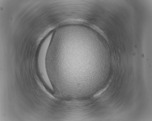 X0000068310581200605192010