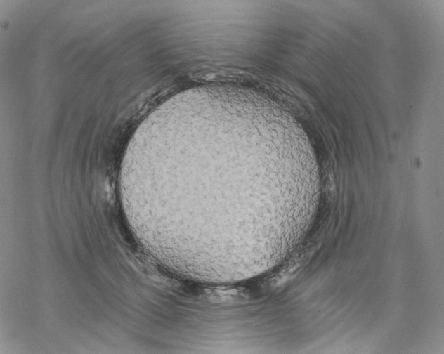 X0000068310607200605192010