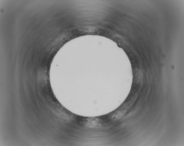 X0000068310612200605192010