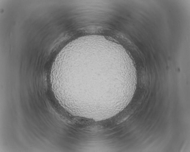 X0000068310696200605192008