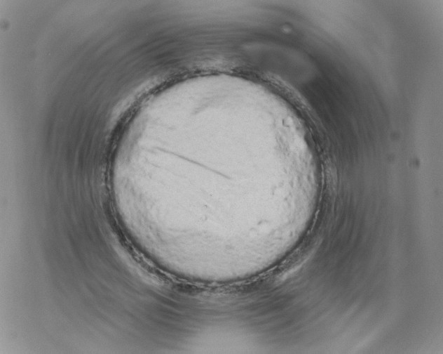 X0000068310725200605192007