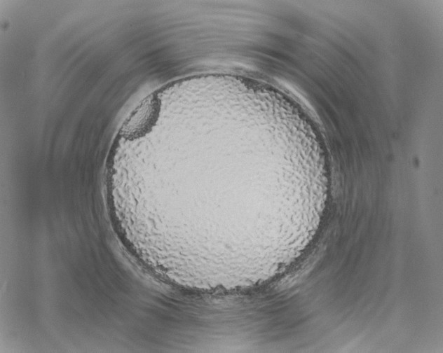X0000068310899200605192005