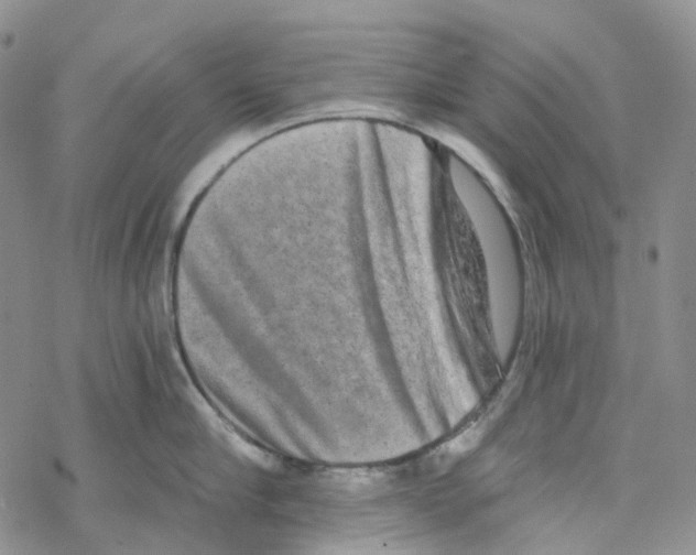 X0000068310910200605192005