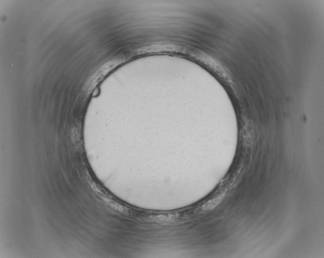 X0000068310937200605192004