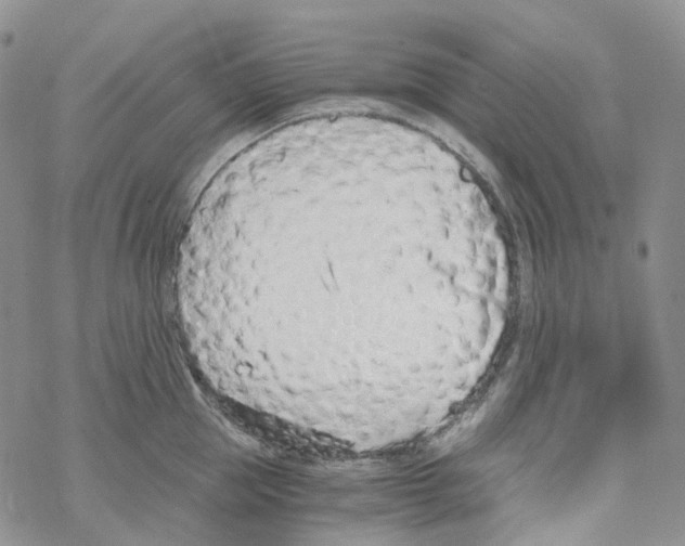 X0000068310953200605192005