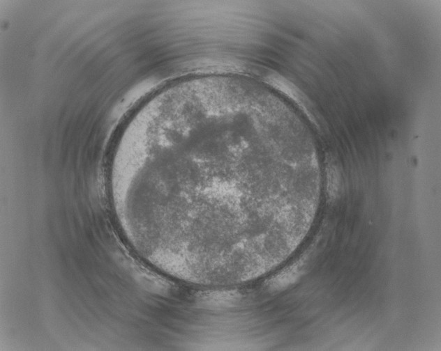 X0000068311074200605192002