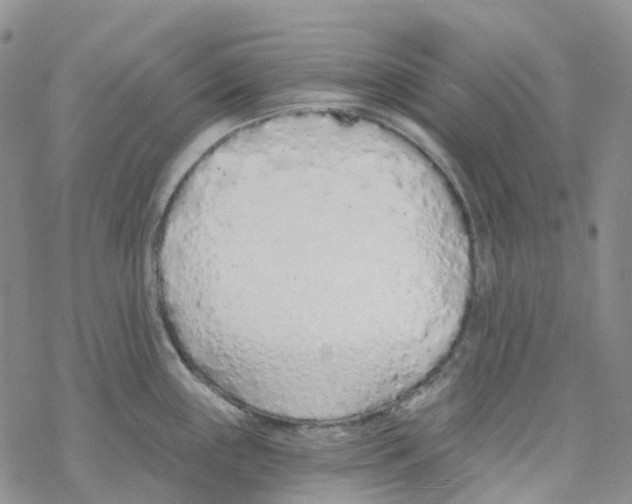 X0000068311243200605192000
