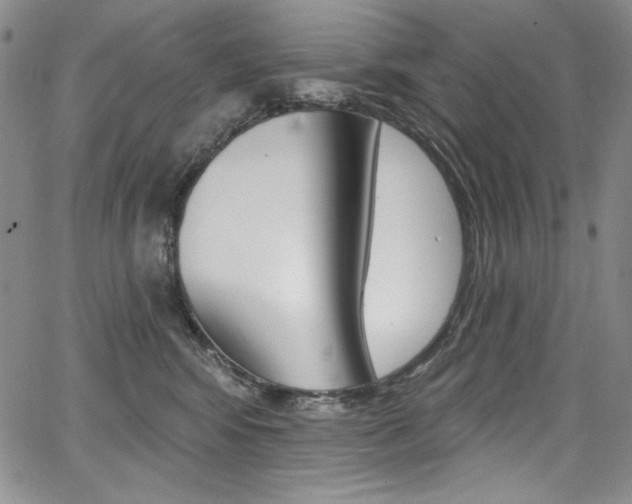 X0000068320424200604211016