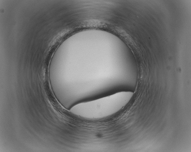 X0000068320636200604211012