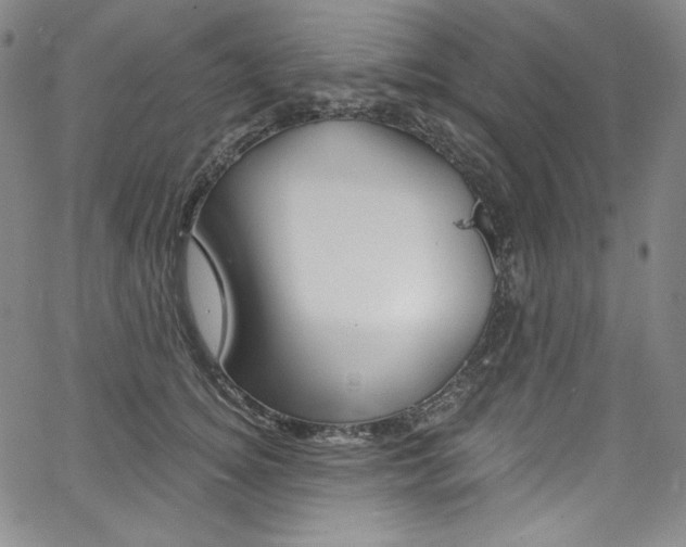 X0000068320756200604211011