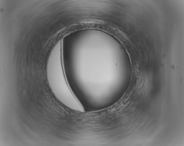 X0000068320821200604211009