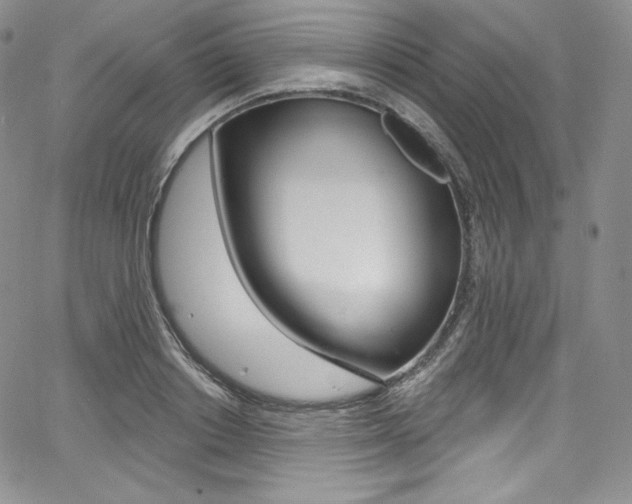 X0000068320842200604211009
