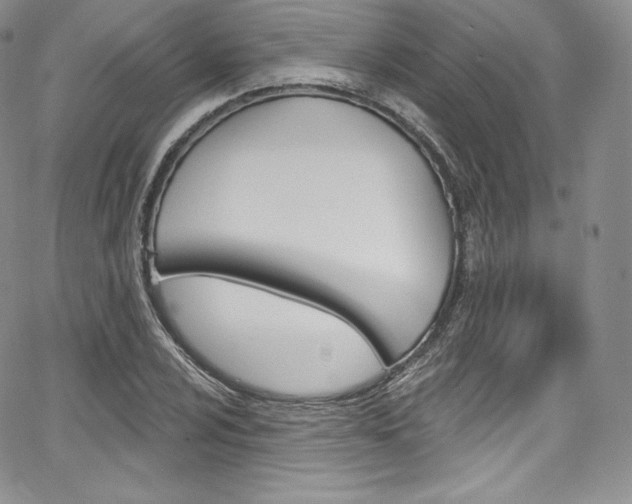 X0000068321024200604211006