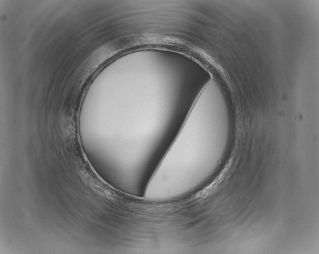 X0000068321025200604211006