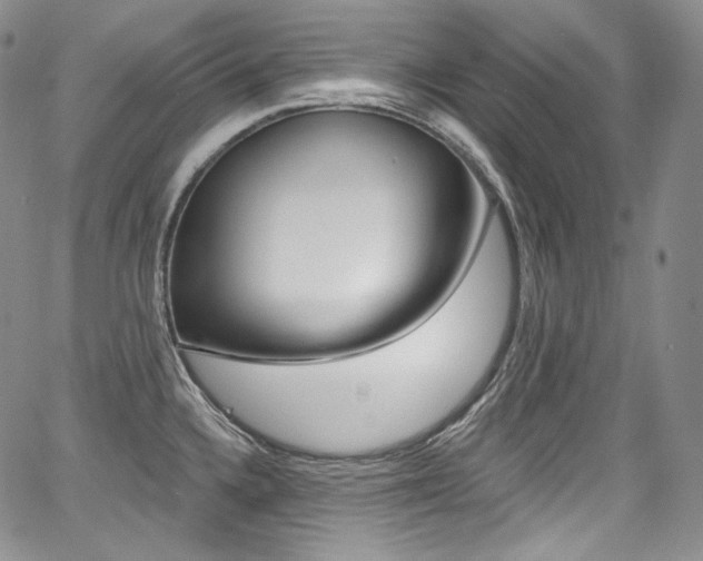 X0000068321336200604211002