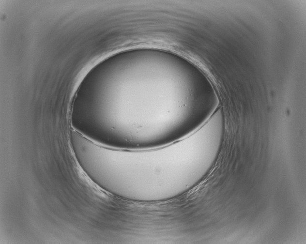 X0000068321532200604210959