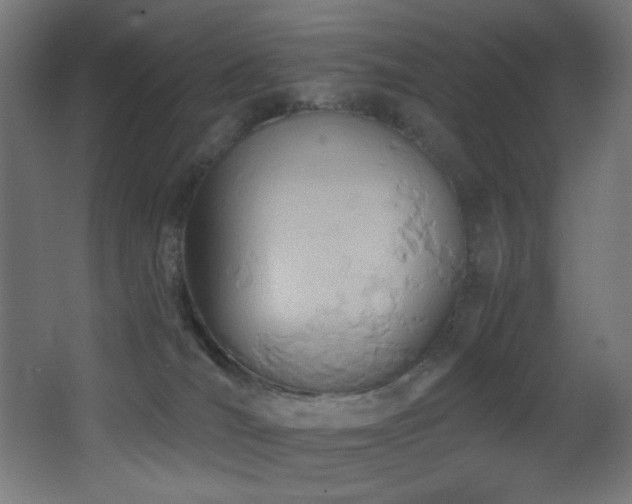 X0000068320036200604211217