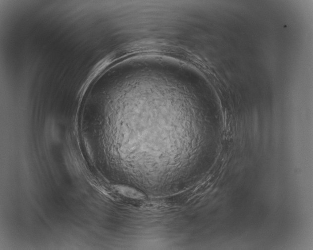X0000068320099200604211216