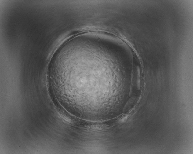 X0000068320103200604211216