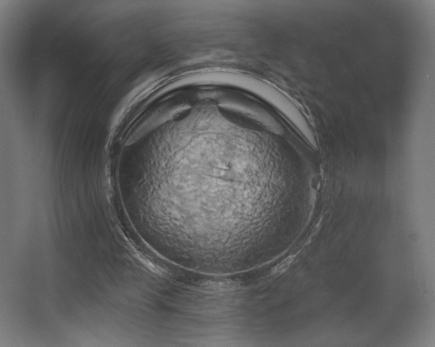 X0000068320245200604211212