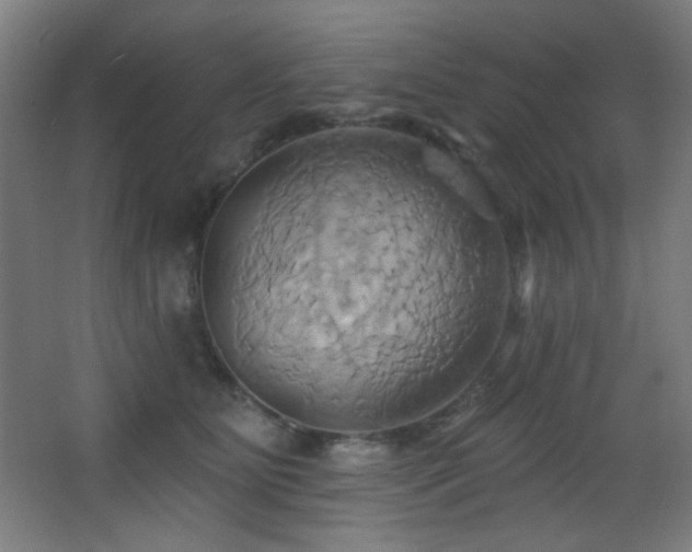 X0000068320515200604211209
