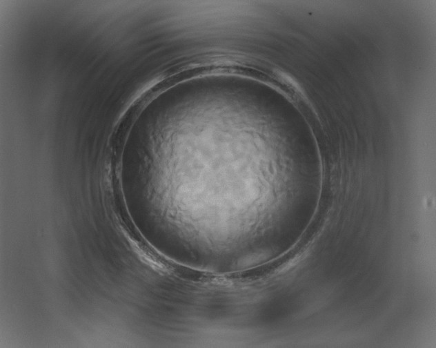 X0000068320827200604211203
