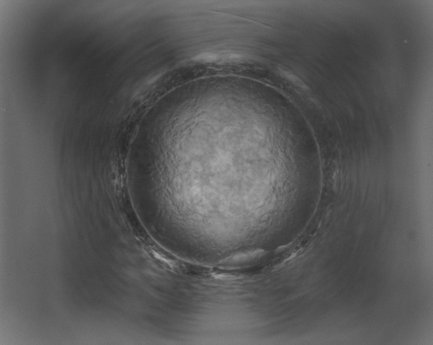 X0000068320966200604211201