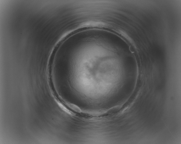 X0000068321037200604211200
