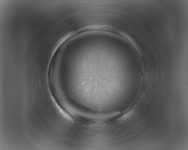 X0000068321050200604211200