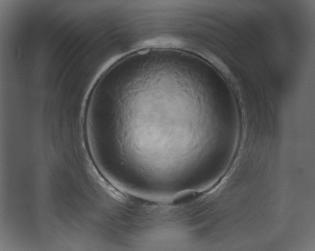 X0000068321248200604211157