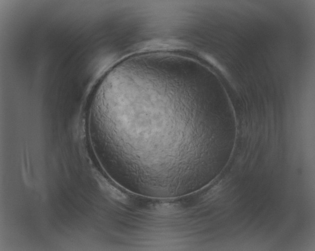 X0000068321459200604211153