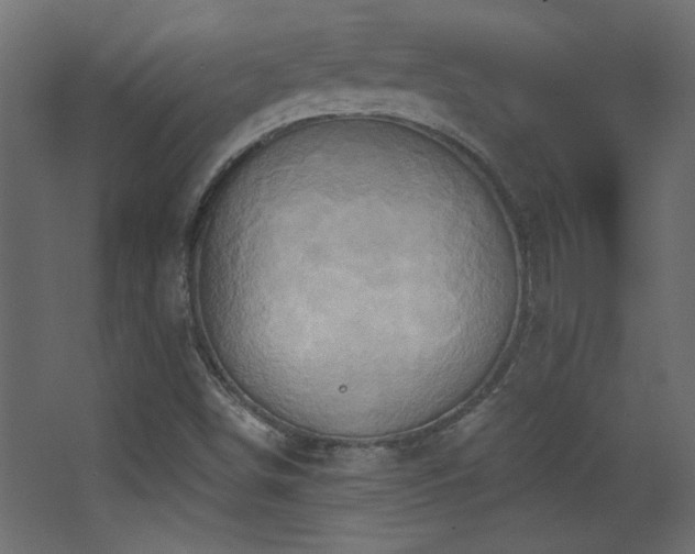 X0000068321498200604211151