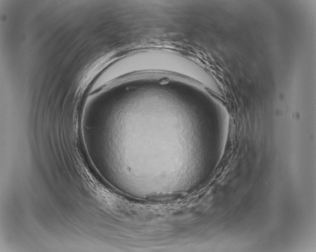 X0000068320005200604241350