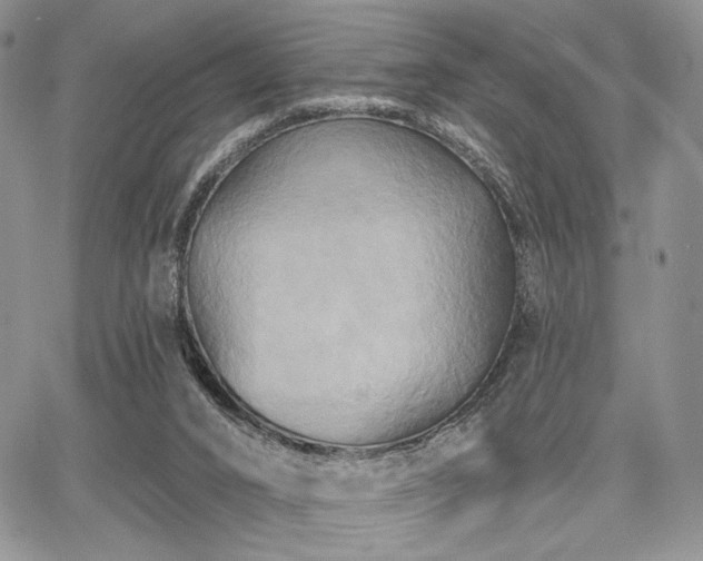 X0000068320016200604241350