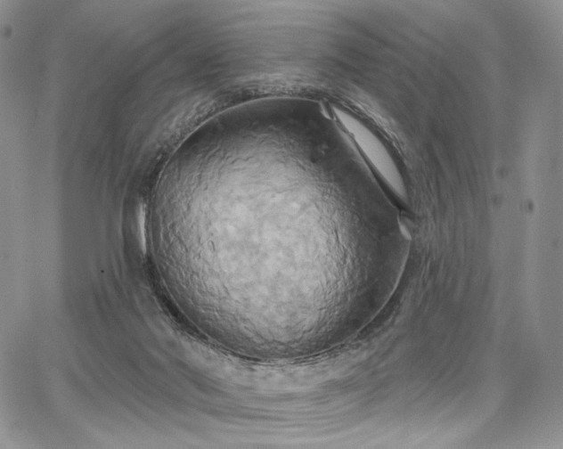 X0000068320022200604241350
