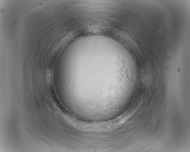 X0000068320036200604241350